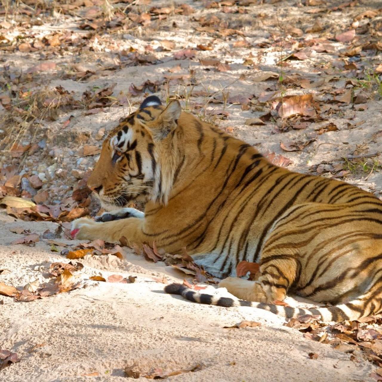 Ranthambore