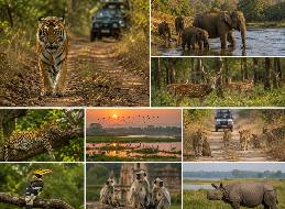 Wildlife