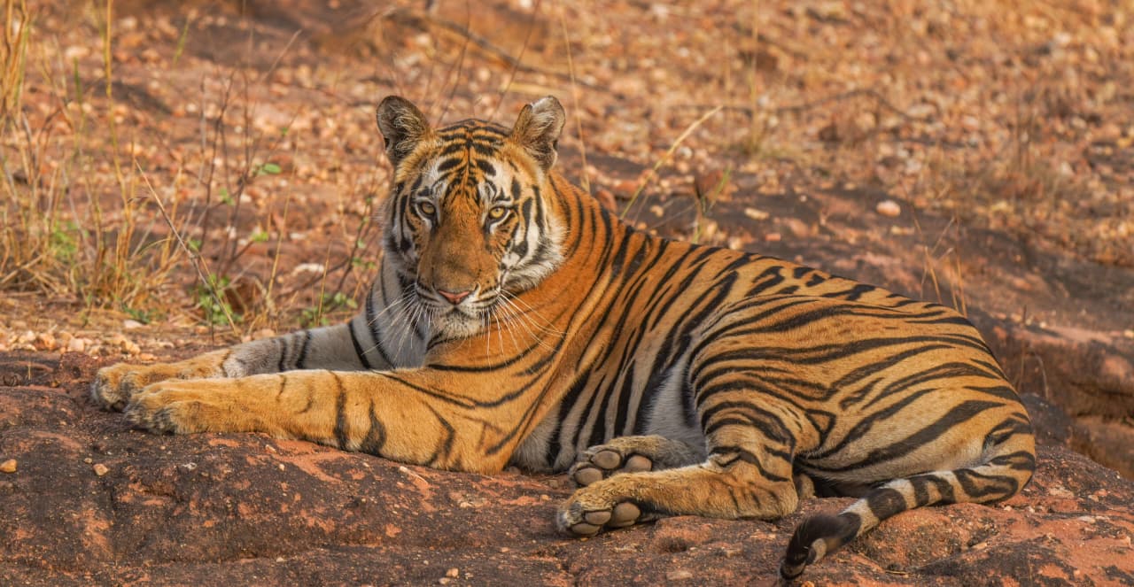 Ranthambore National Park Sharing Canter Safari