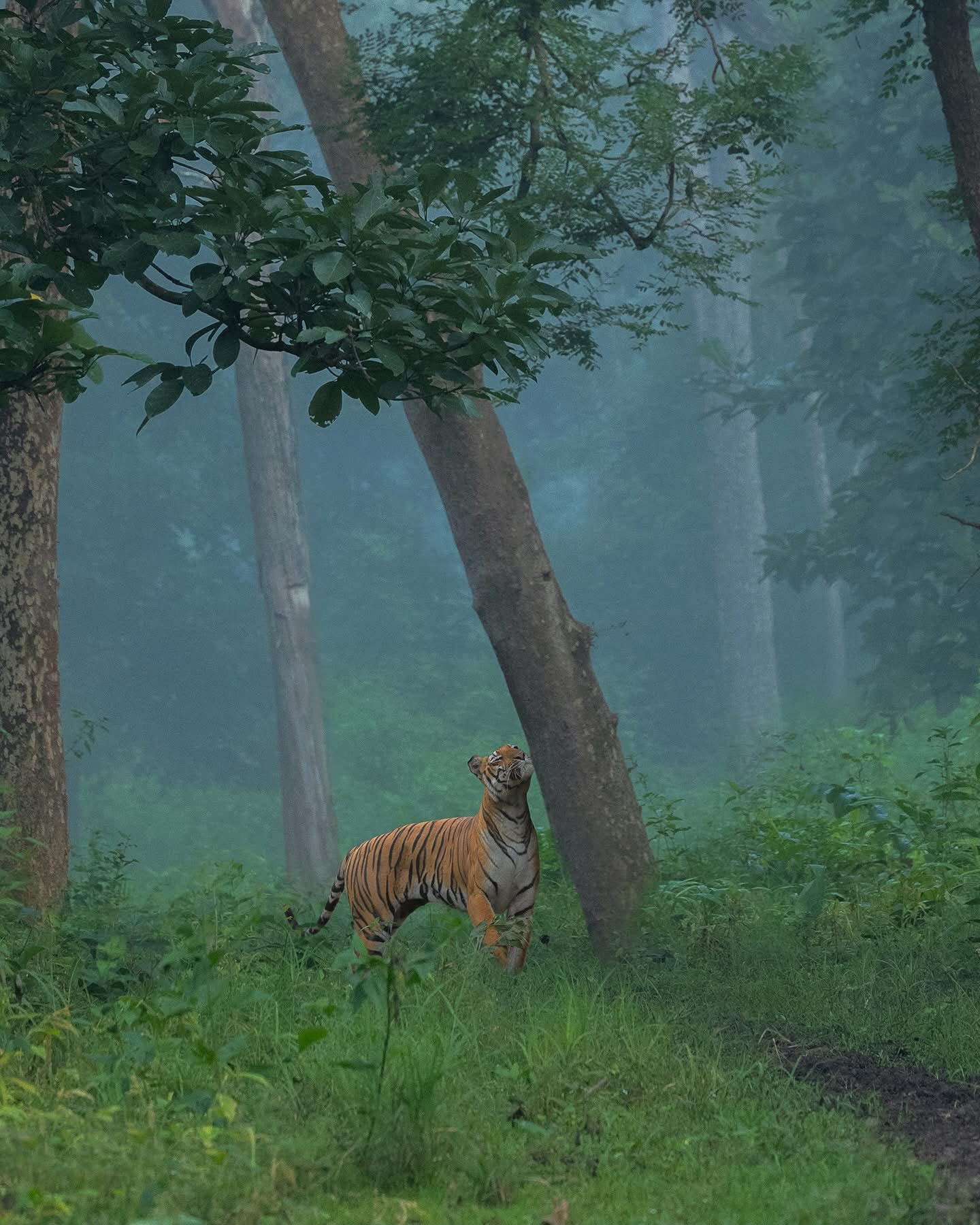 Pench National Park