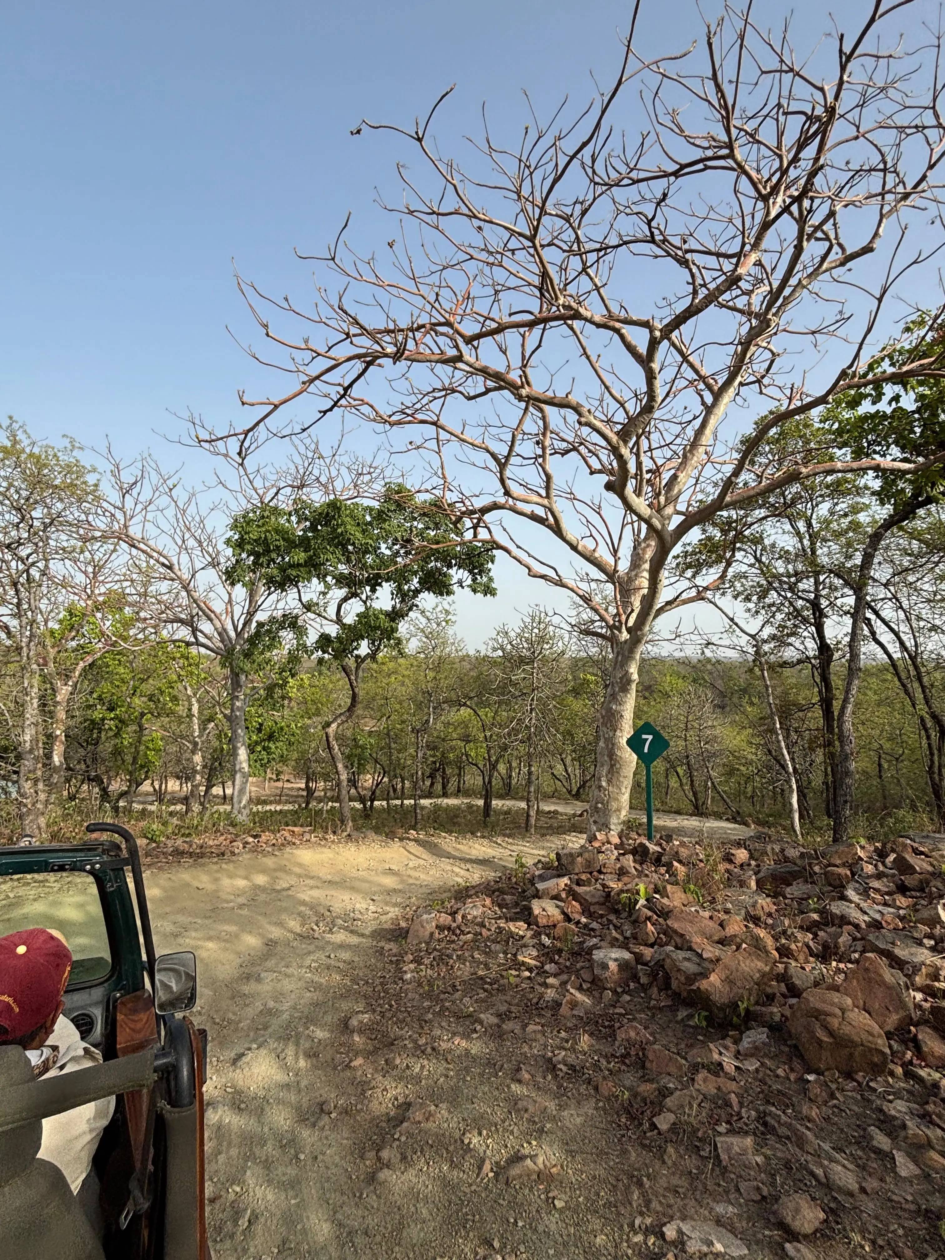 Panna National Park Tiger Safari from Khajuraho